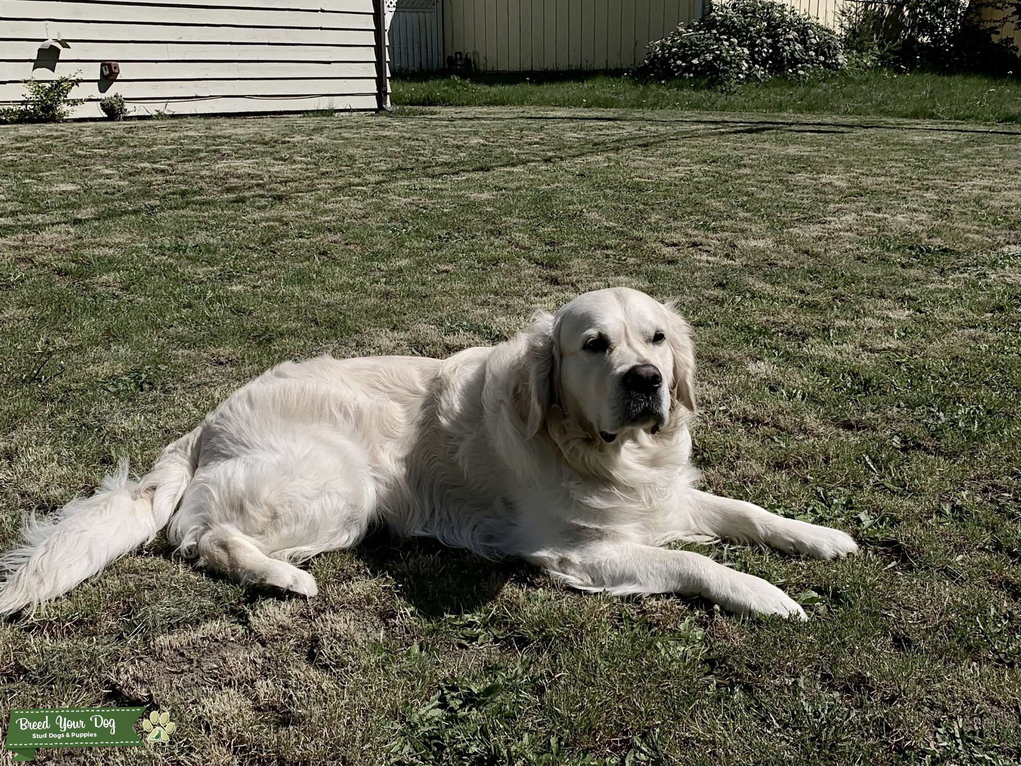 Golden Retriever English Cream Male (80lbs) Stud Dog in Bellevue, WA