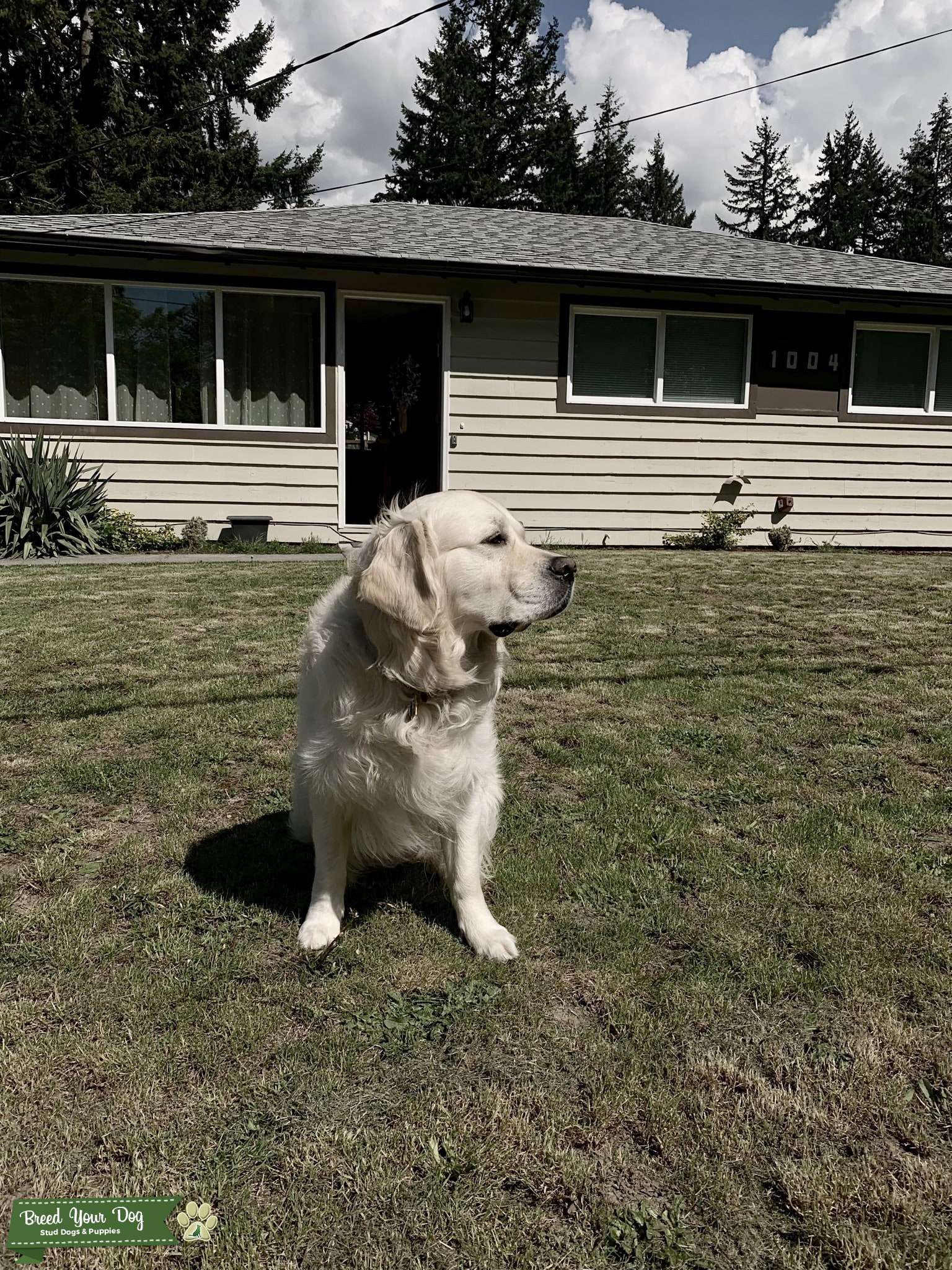 Stud Dog - Golden Retriever English Cream Male (80lbs ...