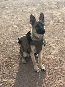Purebred Sable GSD Listing Image