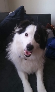 Aussimo Ready to Date Listing Image