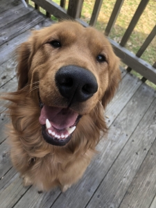 Golden retriever  Listing Image