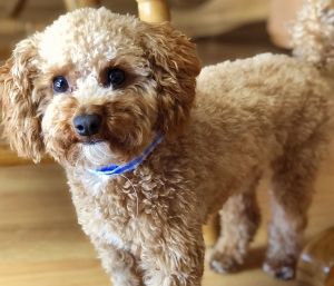 Red Toy Poodle Listing Image