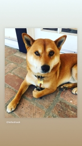 One real good looking Shiba looking to breed! Listing Image