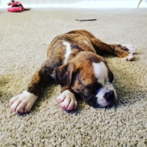 Brindle Boxer Stud Listing Image