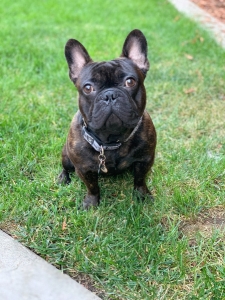 Brown Brindle French Bulldog Stud Listing Image
