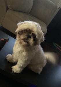 Shih tzu ligth brown  Listing Image