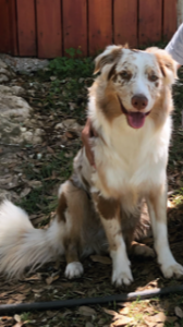 Red Merle Australian Shepherd Listing Image