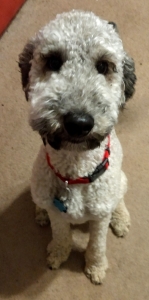 Sable Standard Poodle (Proven) Listing Image
