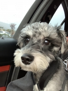 Black / Silver Male Miniature Schnauzer Listing Image
