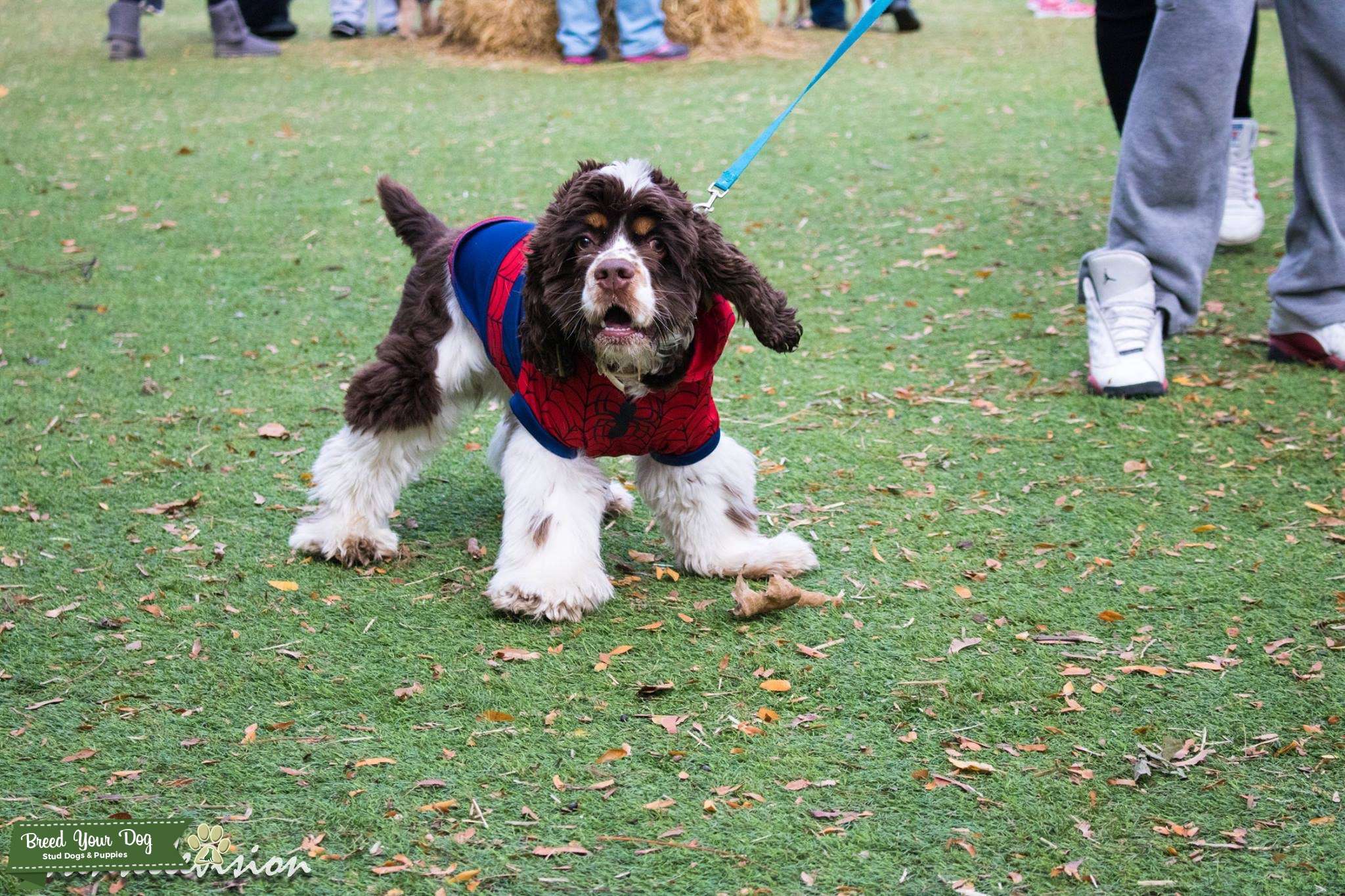 Stud Services Stud Dog in Michigan , the United States Breed Your Dog