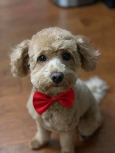 Female Mini Goldendoodle Searching For Stud Listing Image