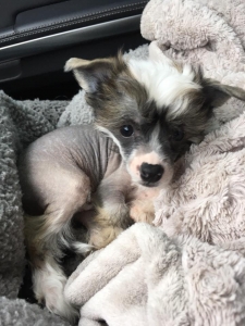 Male Chinese Crested available for stud Listing Image
