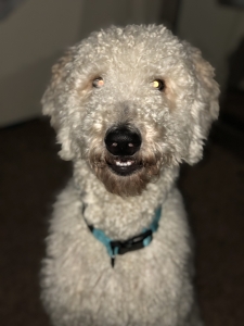 Male Goldendoodle looking to mate Listing Image