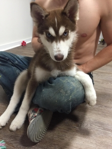 Red Siberian husky  Listing Image