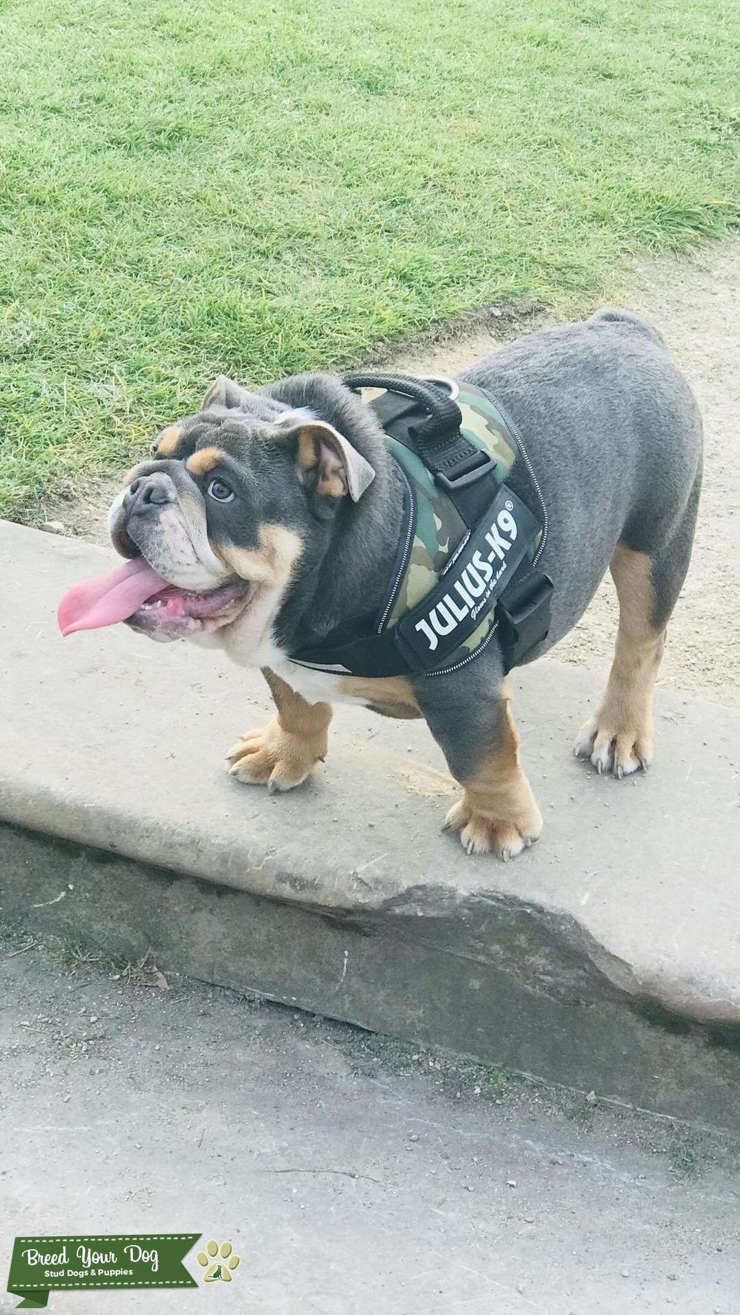 English bulldog blue tri (cybertron and ace shrinkabulls bloodlines) Stud Dog in Liverpool
