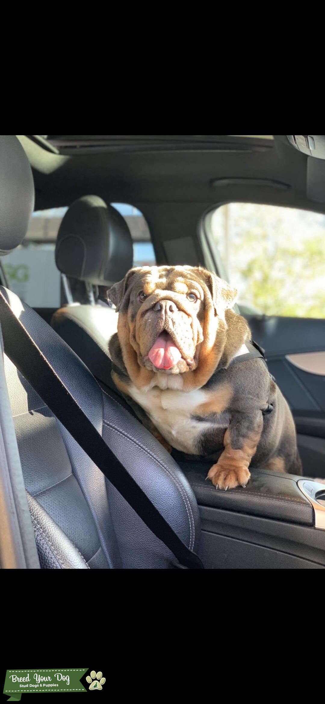 Stud Dog English bulldog blue tri (cybertron and ace