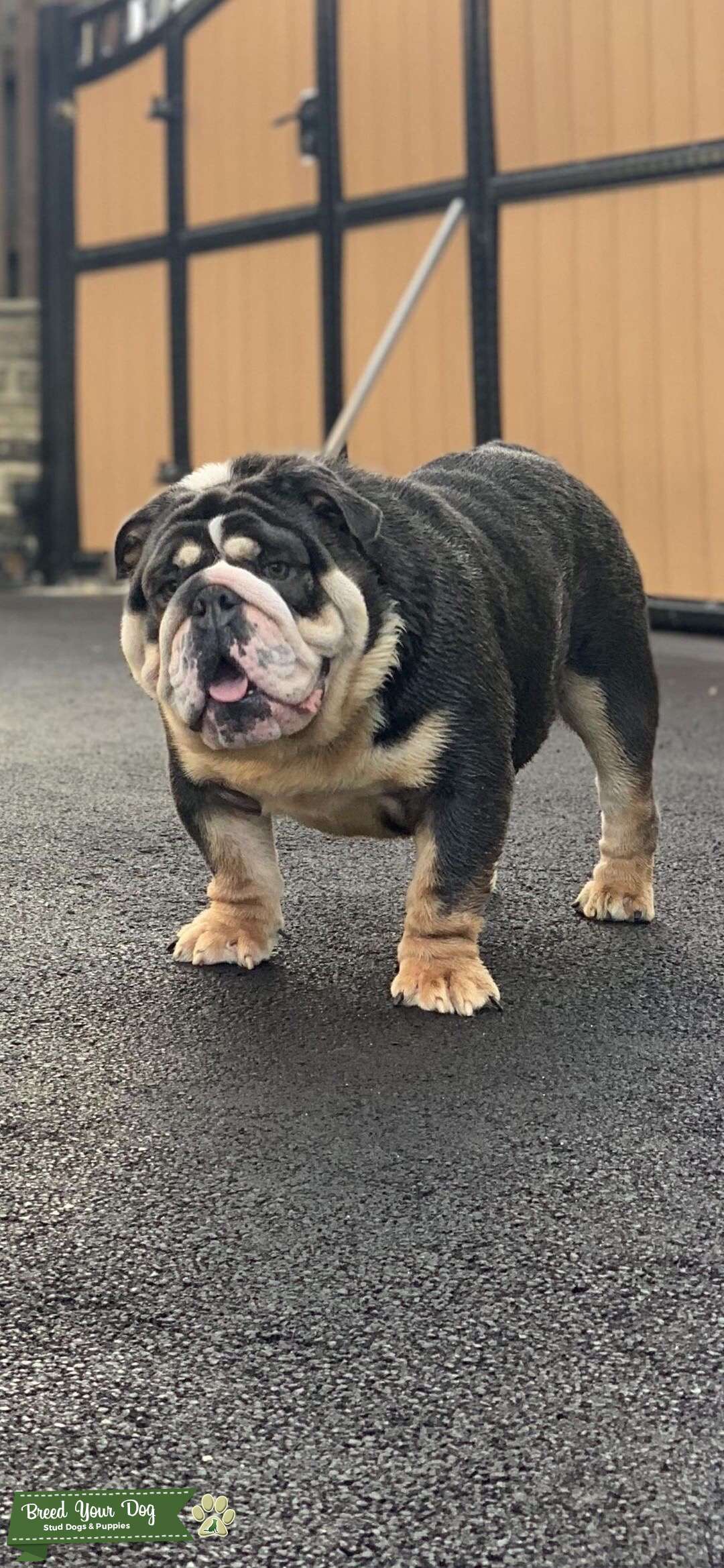 English bulldog blue tri (cybertron and ace shrinkabulls bloodlines) Stud Dog in Liverpool