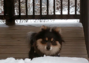 Beautiful Brown and Tan Stud Pomeranian  Listing Image