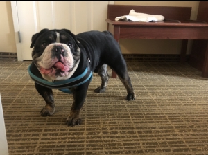 English Bulldog Stud Listing Image