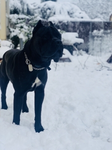 Cane Corso Stud Dogs Available Now Breed Your Dog