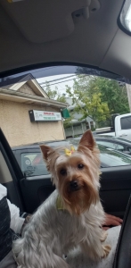 Yorkie ready to breed Listing Image
