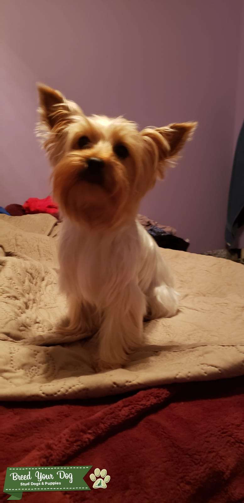 Yorkie ready to breed Stud Dog New Jersey Breed Your Dog