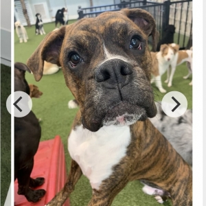 Boxer Listing Image