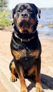 Rottweiler Stud Listing Image