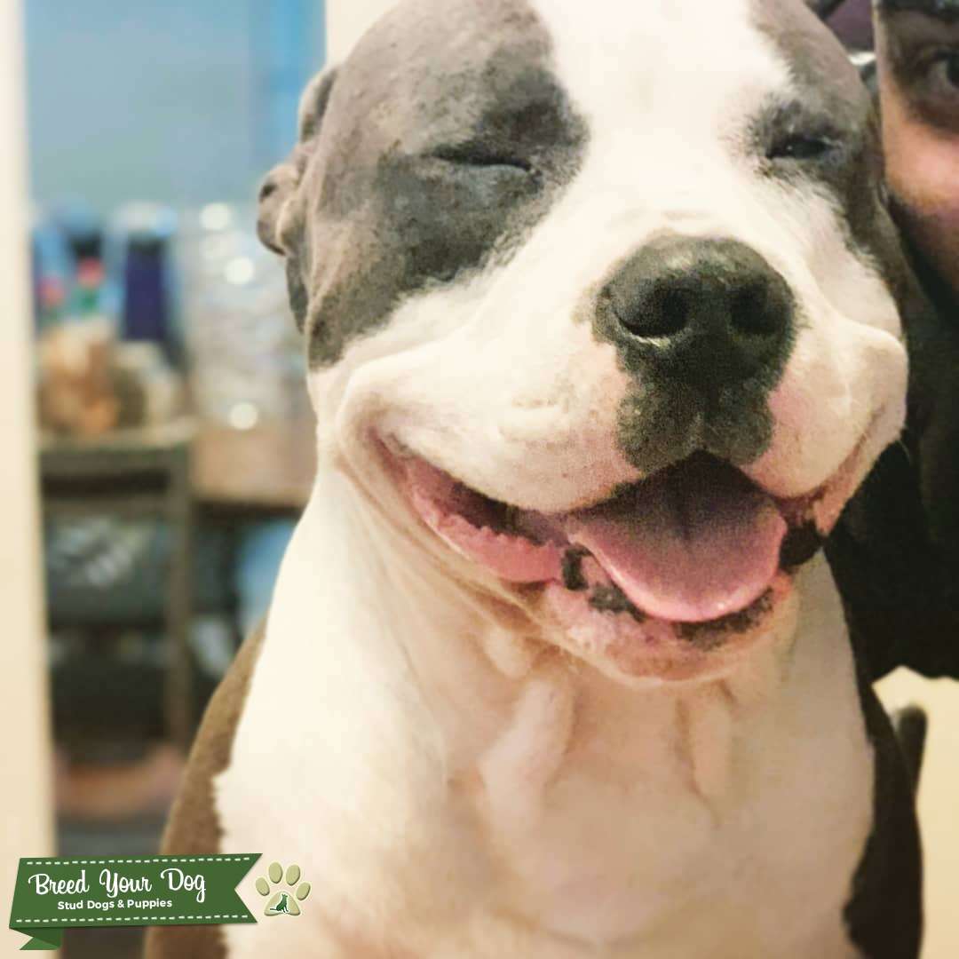 Pure breed blue nose Gotti bloodline Stud Dog Queens, NY Breed Your Dog