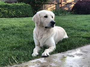 English Cream Golden Listing Image
