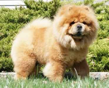 chow chow chinese