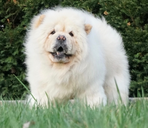 Shine AKC Chow chow Very nice!  Listing Image