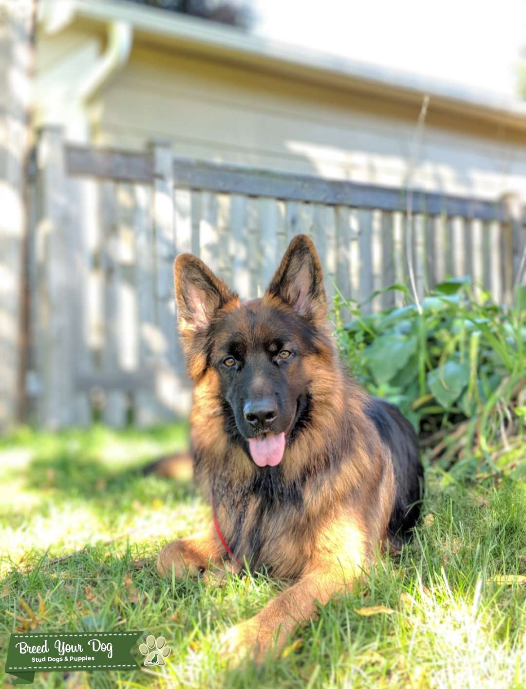 Long coat German shepherd boy is looking for a bride Stud Dog in