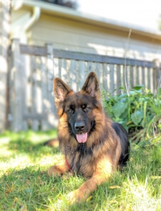 Long coat German shepherd boy is looking for a bride Listing Image