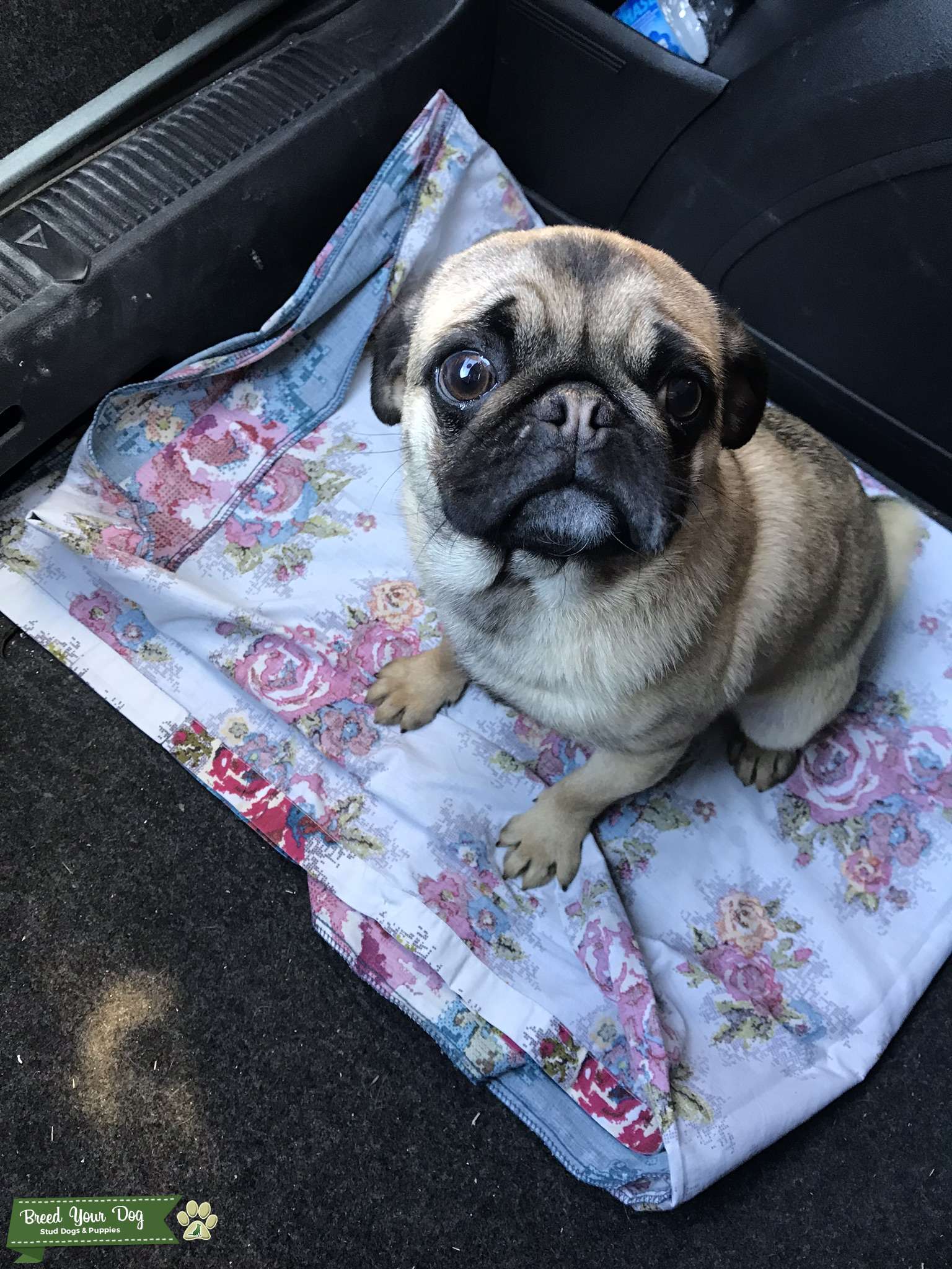 Tri Colour Carrier Pug Available now Stud Dog in Shropshire, United