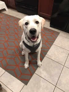 White English Lab Listing Image