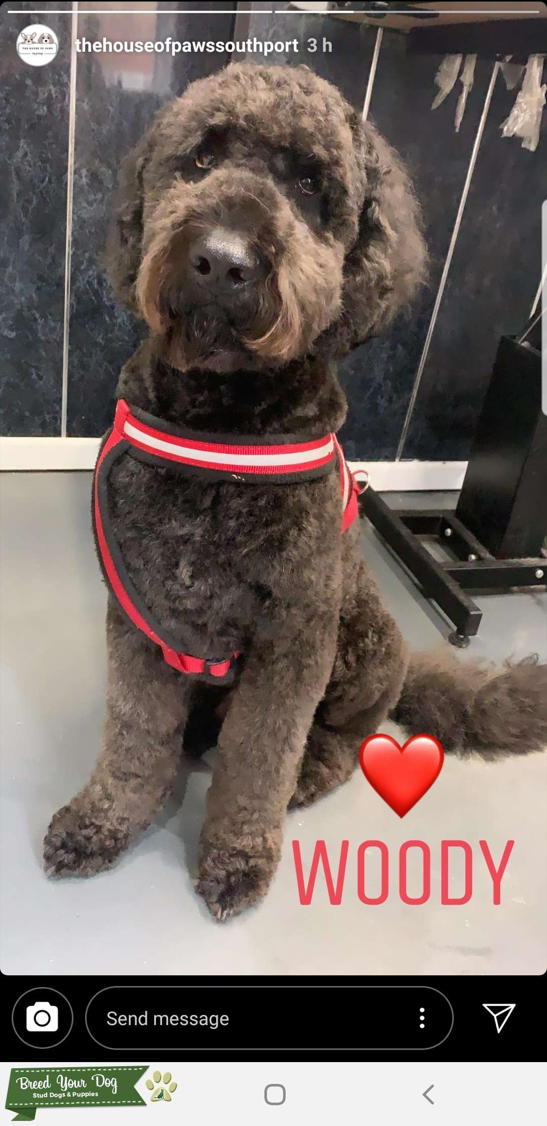 Stud Dog - Black F1b Labradoodle - Breed Your Dog