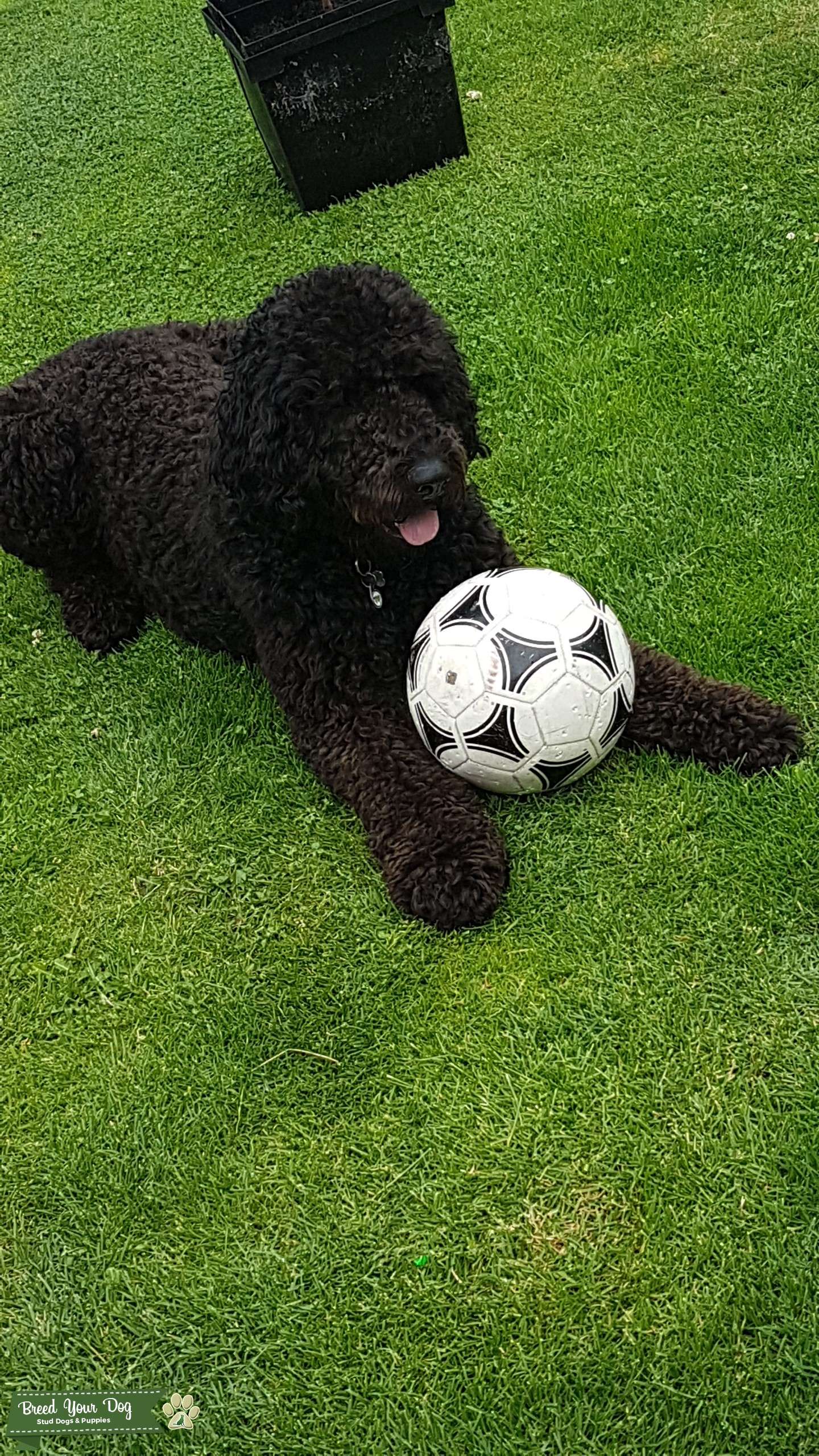 Stud Dog - Black F1b Labradoodle - Breed Your Dog