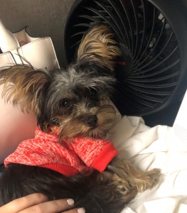 Teacup Yorkie Stud Listing Image