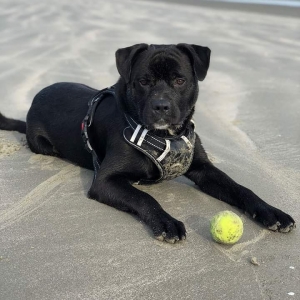 Rottweiler Mix Listing Image