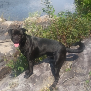 Stud Dog Rottweiler Mix Breed Your Dog