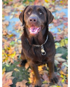 Chocolate Labrador  Listing Image