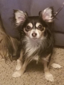 Chihuahua Long Haired Stud Dogs Available Now Breed Your Dog