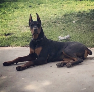 European Doberman Pinscher Listing Image