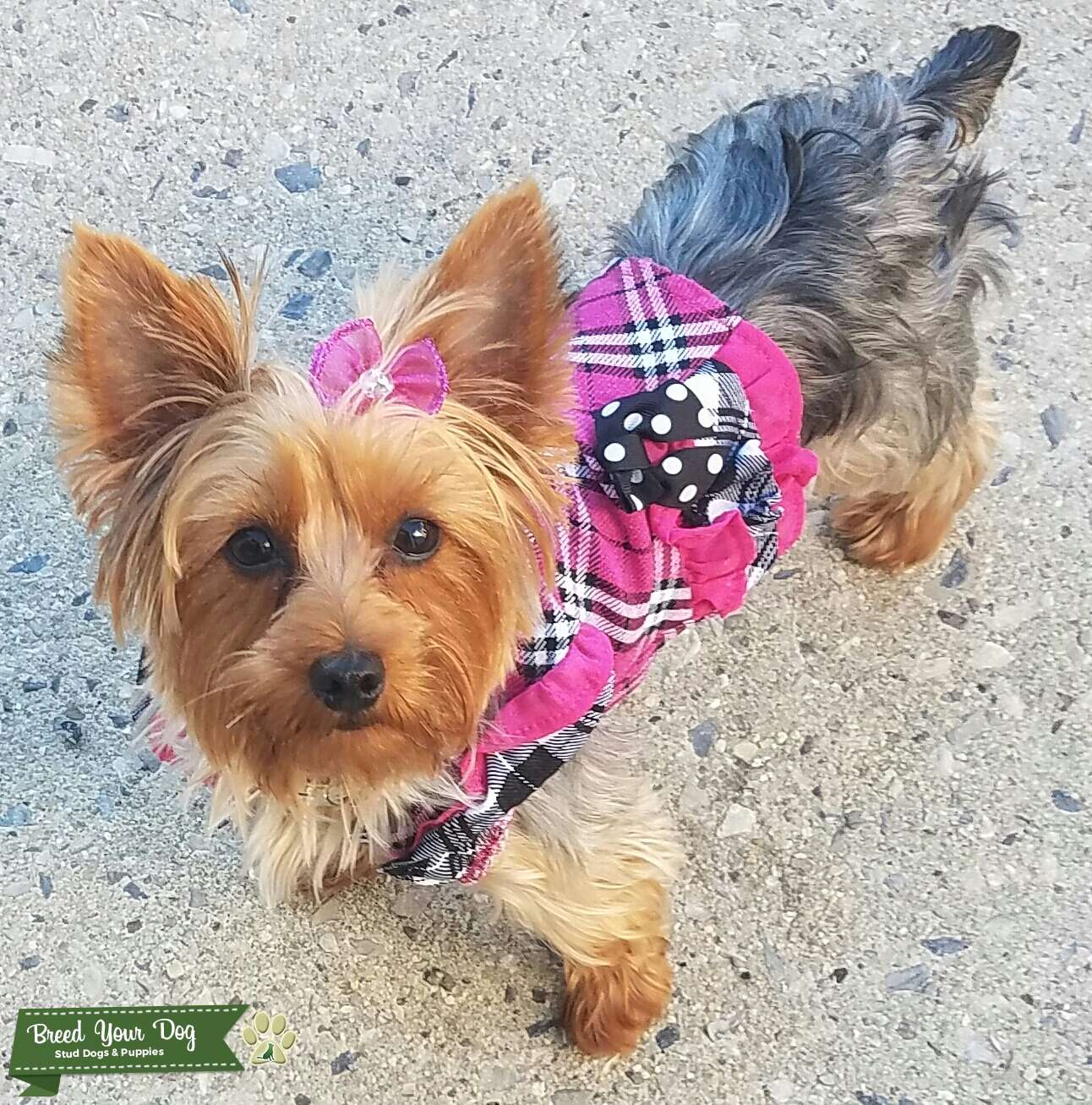 Stud Dog AKC Certified Yorkie Ready to Have Puppies