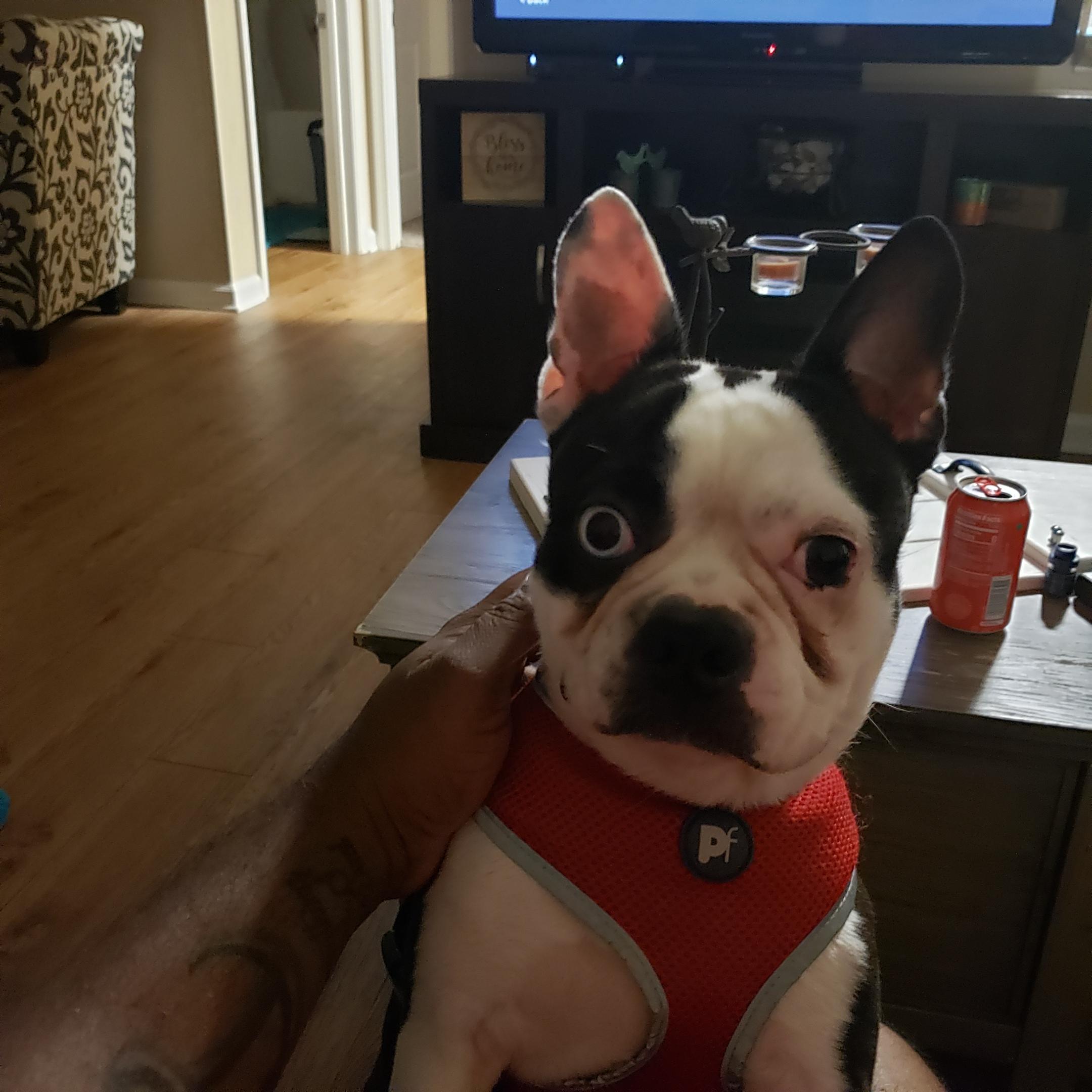 Furry Friends On A Mission To Melt Your Heart Craigslist Columbia Sc - 5nkb0p1