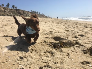 Best little Miniature Daschund Listing Image
