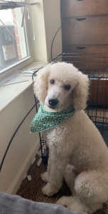 White Standard Poodle Listing Image