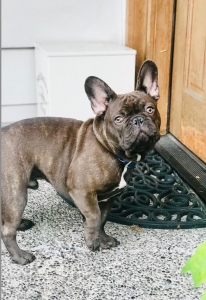French Bull Dog stud Listing Image