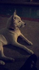 ALL WHITE SIBERIAN HUSKY Listing Image